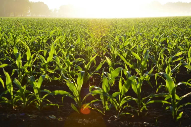 Tendências de Mercado em Geradores de Energia para a Agricultura