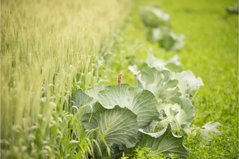 Benefícios de Longo Prazo de Usar Geradores de Energia na Agricultura