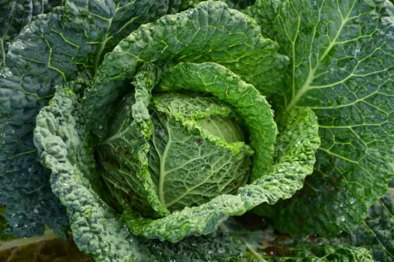 Como Escolher o Gerador de Energia Certo para Diferentes Necessidades Agrícolas