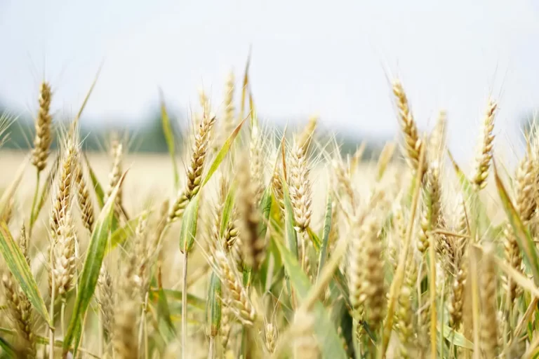 O Futuro da Energia na Agricultura: Tendências e Inovações