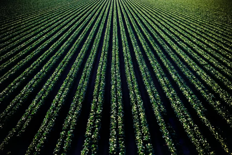 Geradores de Energia em Ação: Testemunhos de Agricultores em Mato Grosso do Sul