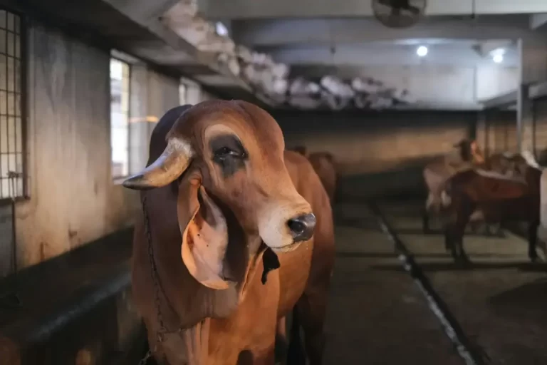 Os Benefícios de Alugar Geradores de Energia para a Agricultura em Mato Grosso do Sul