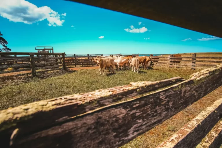 A Tecnologia por Trás dos Geradores de Energia para a Agricultura