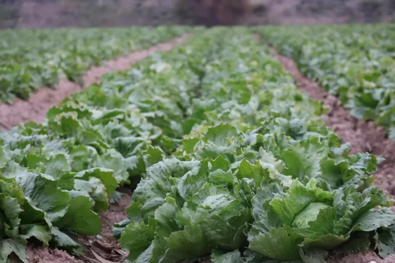 Como os Geradores de Energia Podem Melhorar a Produtividade na Colheita de Soja
