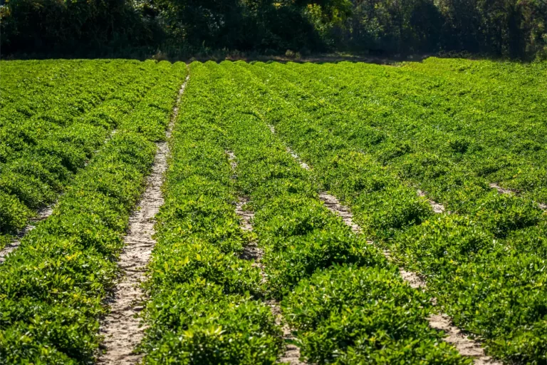 Manutenção e Suporte Técnico de Geradores: O Que os Agricultores Precisam Saber
