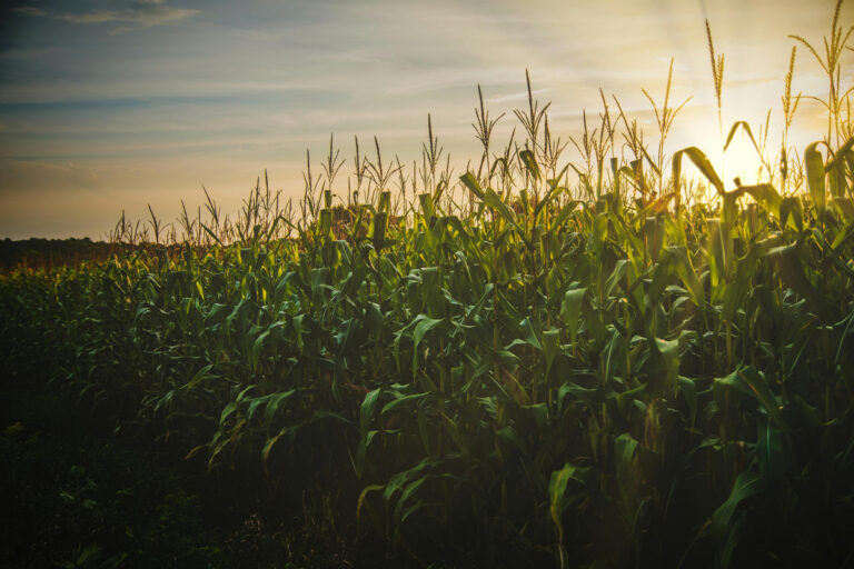 Como Alugar Geradores de Energia pode Melhorar a Produtividade na Colheita de Soja em Mato Grosso