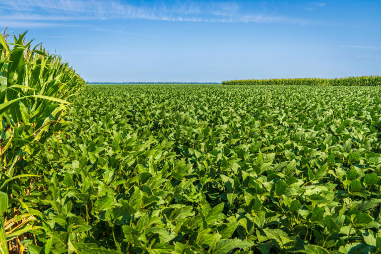 Impacto das Condições Climáticas na Colheita de Soja e a Importância dos Geradores em Mato Grosso