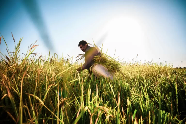 Como Escolher o Melhor Gerador de Energia para Silos em Mato Grosso do Sul
