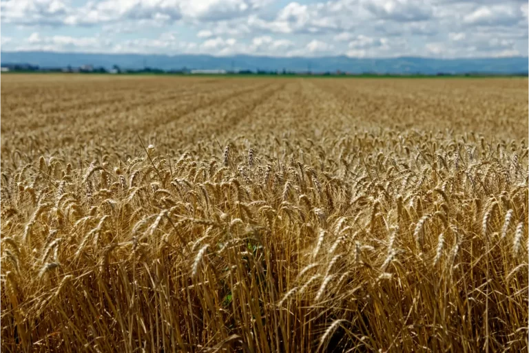 Como Geradores de Energia Aumentam a Resiliência de Silos no Mato Grosso do Sul