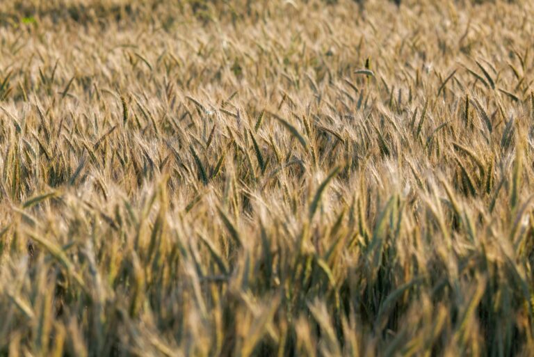 Como Geradores de Energia Contribuem para a Agricultura Sustentável no Mato Grosso do Sul